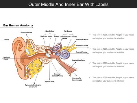 Outer Middle And Inner Ear With Labels Powerpoint Presentation Slides