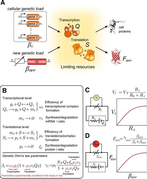 The Biology Of The Mathematical Model And Its Connections With The