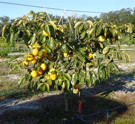 Persimmon Trees | Allison Family Farm