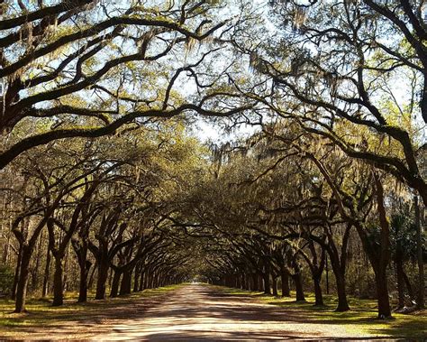 THE 10 BEST Things to Do in Savannah (2025) - Must-See Attractions