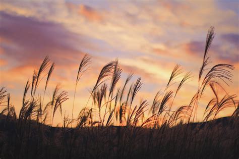 美しい夕焼け空の下で風にそよぐススキの画像｜おしゃれなフリー写真素材：girly Drop