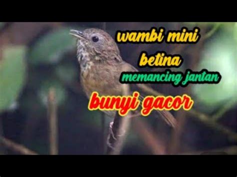 Suara Wambi Mini Betina Untuk Memancing Wambi Mini Jantan Biar Bunyi