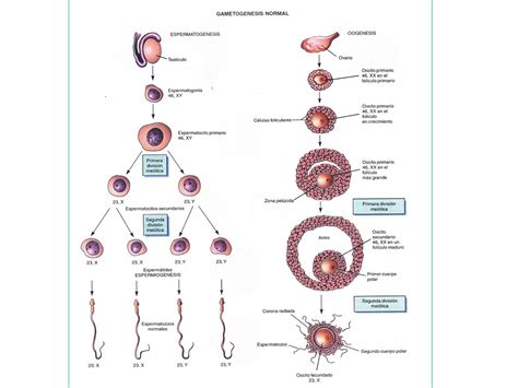 Esquema de la gametogénesis Fotos Guía 2024