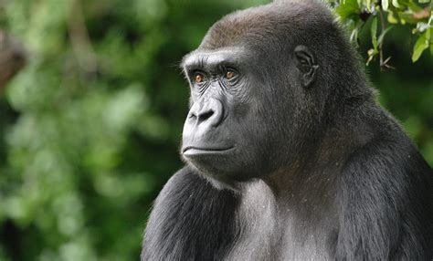 Europes Oldest Gorilla Put To Sleep At Zoo In Southern Germany