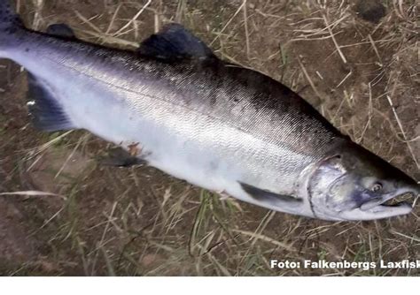 Tredje året med puckellax i Ätran! | FishEco