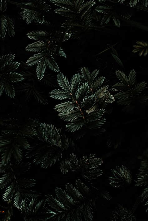 Leaves Branches Dark HD Phone Wallpaper Pxfuel