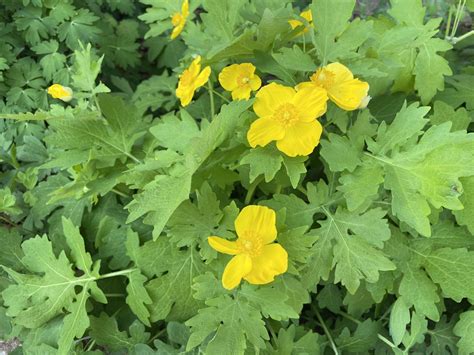 Native Shade Garden - Lakeside Nature Center