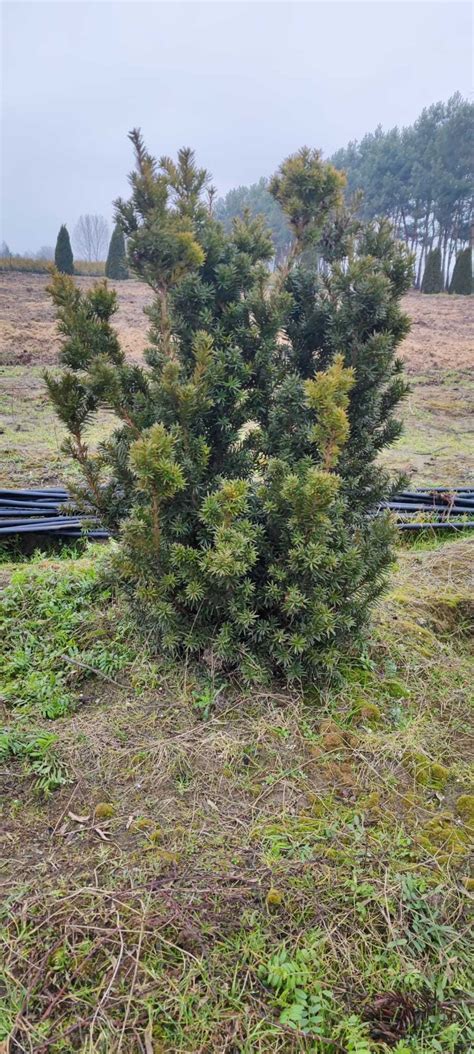 CIS HICKSII na żywopłot Taxus baccata 80 90cm Łódź Widzew OLX pl