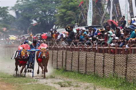 LOMBA KARAPAN SAPI PIALA PRESIDEN ANTARA Foto