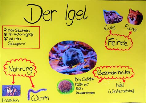 Plakat Plakate Erstellen Plakat Gestalten Sachunterricht Grundschule