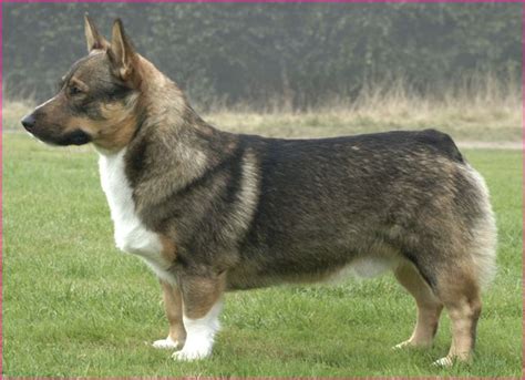 Chien Elevage Des Pins Ard Chois Eleveur De Chiens Vallhund Su Dois