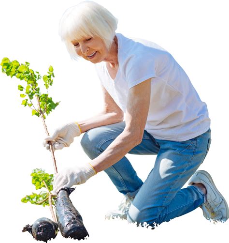 Download Hd Cutout Elder Woman Planting Tree Garden Activity People Planting Cut Out