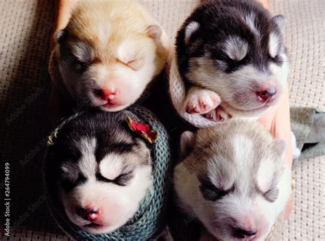 Are Husky Puppies Good With Babies