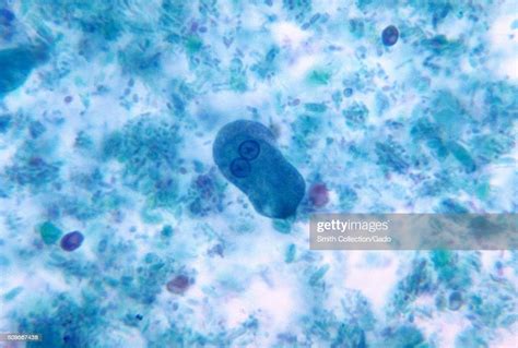 Entamoeba Histolytica Trophozoite And Cyst