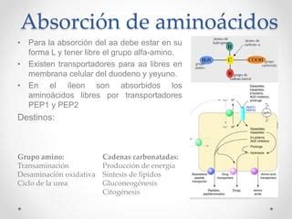 Etapas y mecanismos de absorción de aminoácidos PPT