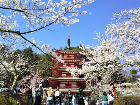 新倉山浅間公園の桜【2023】見頃と開花状況は？桜まつり注意点や駐車場も紹介！｜てまりの虫めがね