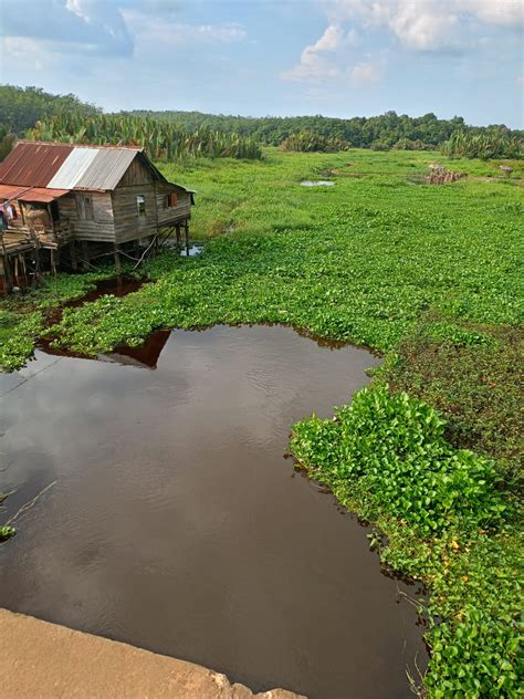 Diduga Limbah Pt Kam Mencemari Sungai Sumselpost