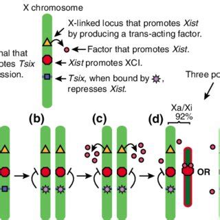 Three Different Paths To X Inactivation A In A Normal X Chromosome