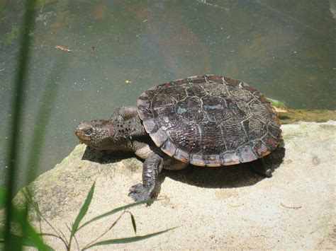 Eastern Saw Shelled Turtle From Brisbane Qld Australia On November 07