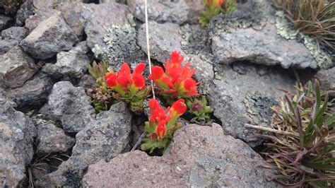 Gara Ona De Alta Monta A Flora Y Vegetaci N Del Rea Natural Protegida