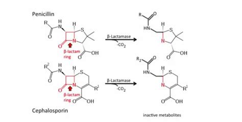 Beta-Lactam Antibiotics: Mechanism of Action, Resistance • Microbe Online