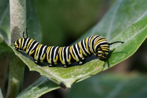 10 Fascinating Facts About Caterpillars