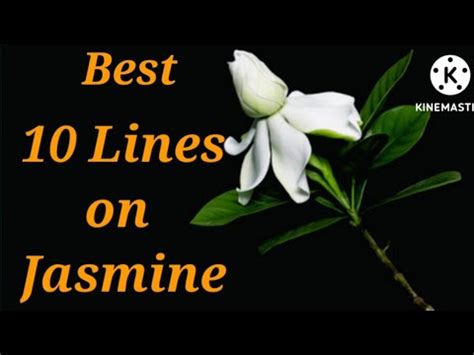 Lines On Jasmine Flower In English Essay On Jasmine Flower Essay On