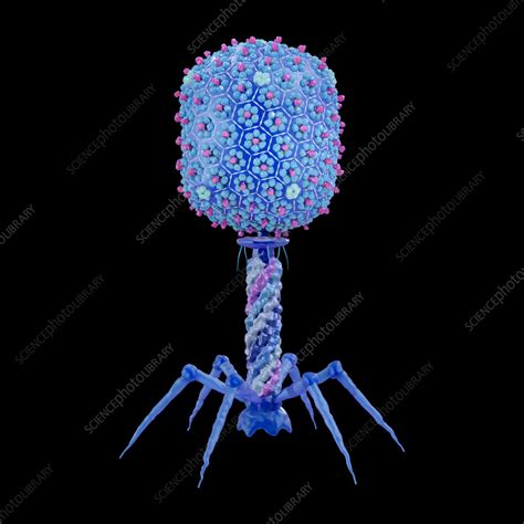 T Bacteriophage Illustration Stock Image F Science