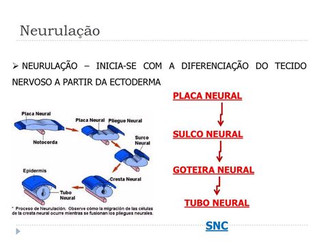 Embriologia Prof Carlos Priante Ppt Carregar