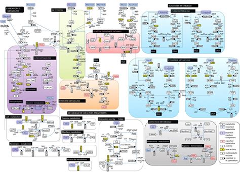 Glucose Metabolism Diagram Metabolic pathway reminds | Metabolisme