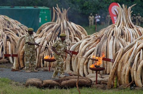 Kenya Burns 100 Tonnes Of Ivory To Send Strong Warning To Poachers