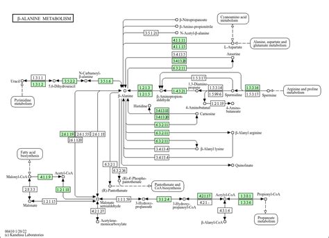 Kegg Pathway Beta Alanine Metabolism Homo Sapiens Human