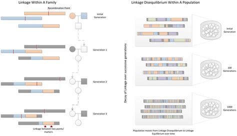 Difference Between Genetic Linkage And Linkage Disequilibrium Compare