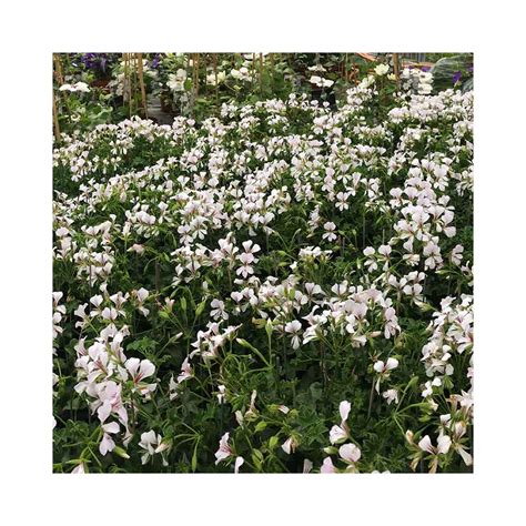 Acheter Geranium Lierre Rainbow Blanc Et Autres Plantes Sur Coclicoh