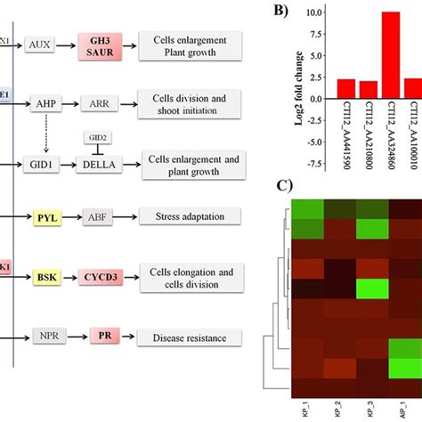 A Plant Hormone Signal Transduction Kegg Pathway In Response To The