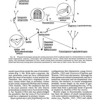 Proposed homologies among the rooting structures tional organization,... | Download Scientific ...