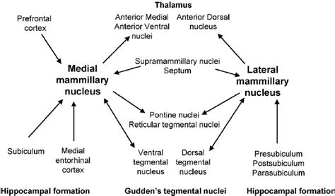 The Main Direct Connections Of The Medial And Lateral Mammillary Nuclei