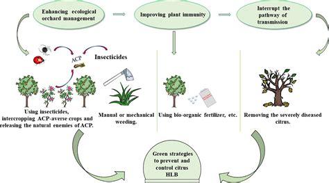 Frontiers Controlling Citrus Huanglongbing Green Sustainable Development Route Is The Future