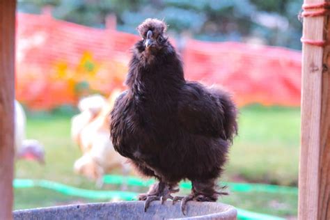 Black Silkie Chicken Breed Profile Facts And Pictures