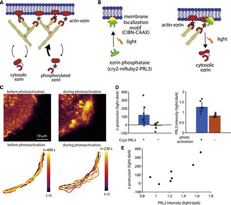 Actin Membrane Release Initiates Cell Protrusions Developmental Cell