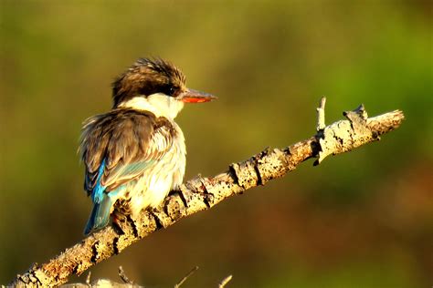 The High Bird Diversity In Southern Africa Southern Africa Africa