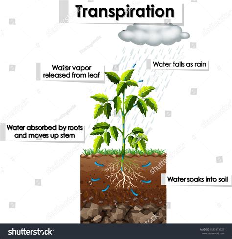 Diagram Showing Transpiration Plant Illustration Stock Vector (Royalty Free) 1533873527 ...