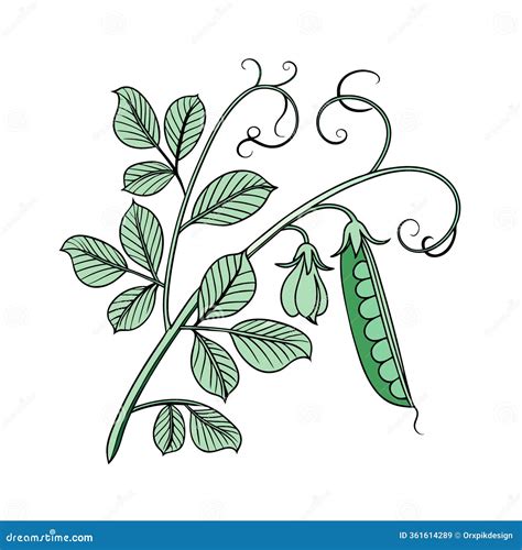 Pea Pisum Sativum Cultivation Agriculture Growth Stages Vector