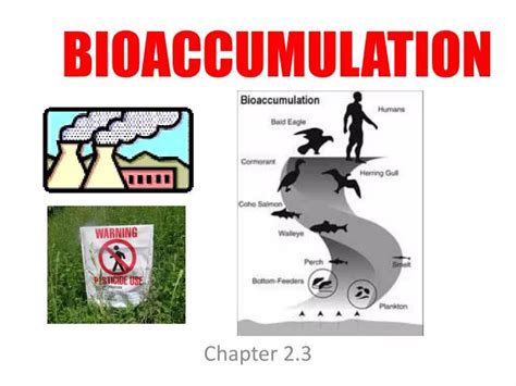 PPT - BIOACCUMULATION PowerPoint Presentation, free download - ID:4568608