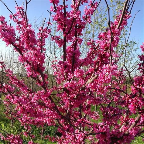 Cercis Canadensis Appalachian Red White Flower Farm