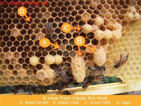 Tony Gray Adopt A Hive Apiary Images Bee Keeping Bee Facts