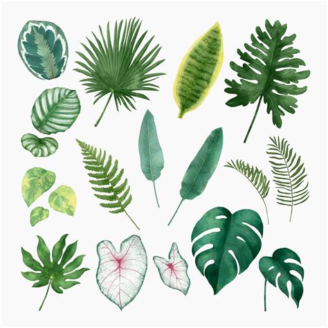 Tropical Leaf Plant Illustration Set Premium Photo Rawpixel