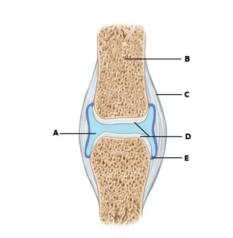 Ch Joints Diagram Quizlet