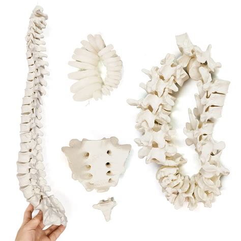 Buy 1 1 Scale Human Spine Model 7 Cervical Vertebrae 12 Thoracic