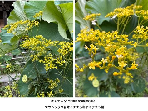 むくげ・おんめ様の花 おんめさま（大巧寺）では，花の少ないこの時期でもいくつもの花に出会います．ユウスゲ，ハナトラノオ，オカトラノオ